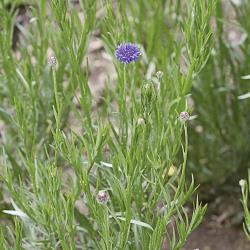 Centaurea cyanus03.jpg