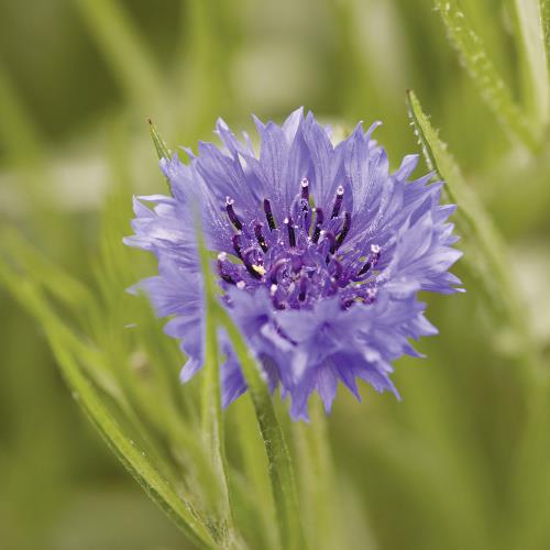 Centaurea cyanus04.jpg