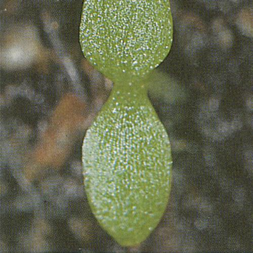 Cerastium arvense01.jpg