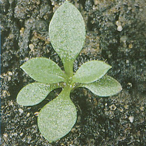Cerastium arvense02.jpg