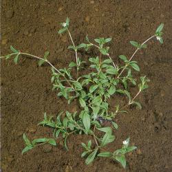 Cerastium arvense03.jpg