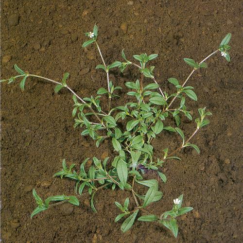 Cerastium arvense03.jpg