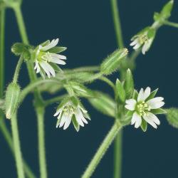 Cerastium arvense04.jpg