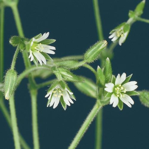 Cerastium arvense04.jpg
