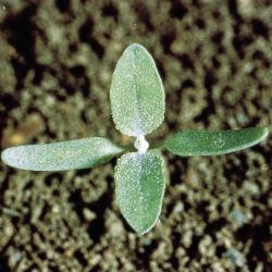 Chenopodium album01.jpg