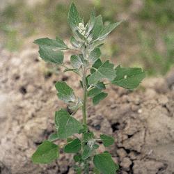 Chenopodium album02.jpg