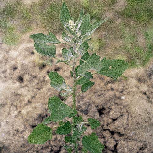 Chenopodium album02.jpg