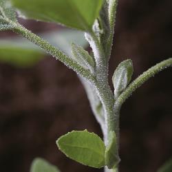 Chenopodium album03.jpg