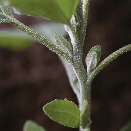 Chenopodium album03.jpg