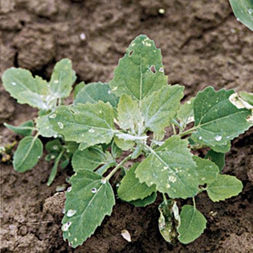 Chenopodium album04.jpg