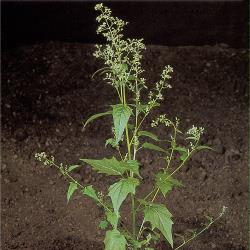 Chenopodium hybridum03.jpg