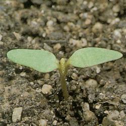 Chenopodium polyspermum01.jpg