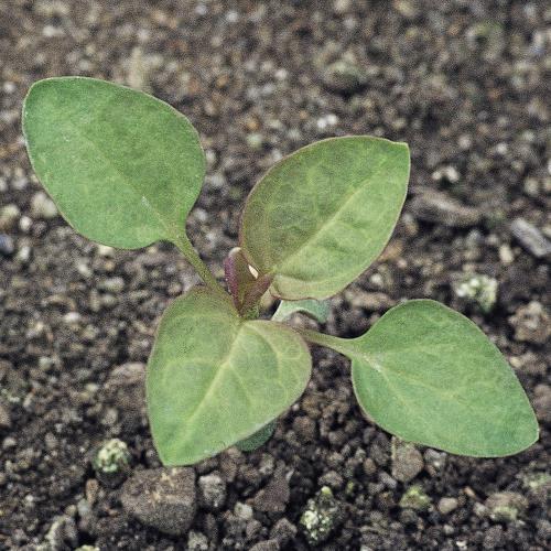 Chenopodium polyspermum02.jpg