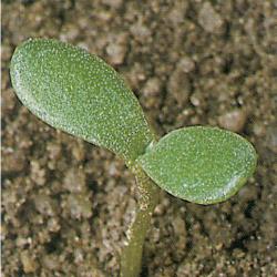 Chrysanthemum segetum01.jpg