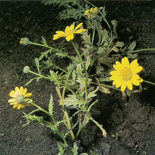 Chrysanthemum segetum03.jpg