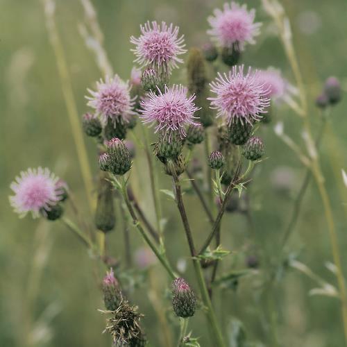 Cirsium arvense04a.jpg