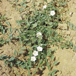 Convolvulus arvensis03.jpg