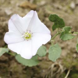 Convolvulus arvensis04.jpg