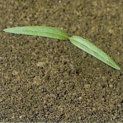 Datura stramonium01.jpg