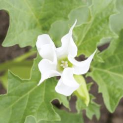 Datura stramonium04.jpg