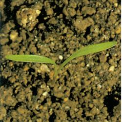 Daucus carota01.jpg
