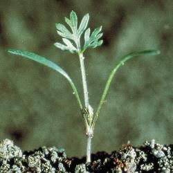 Daucus carota02.jpg