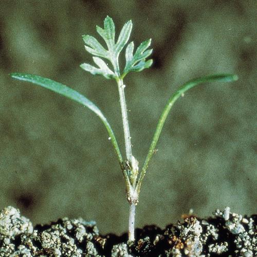 Daucus carota02.jpg