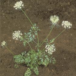 Daucus carota03.jpg