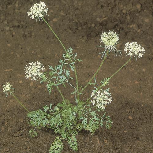 Daucus carota03.jpg