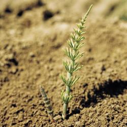 Equisetum arvense01.jpg