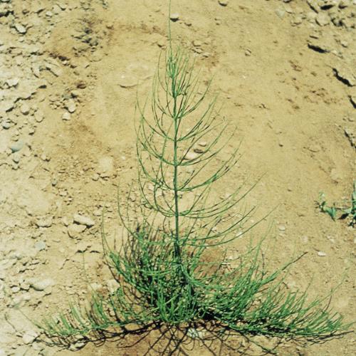Equisetum arvense02.jpg