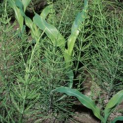 Equisetum arvense03.jpg