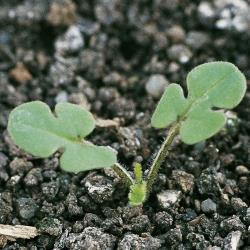 Erodium cicutarium01.jpg