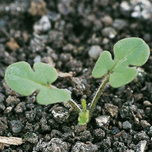 Erodium cicutarium01.jpg