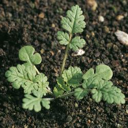 Erodium cicutarium02.jpg