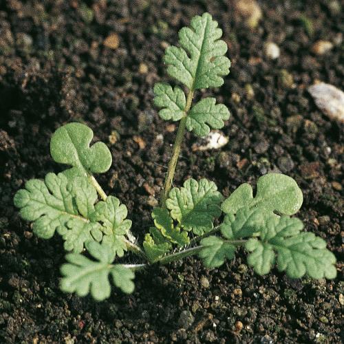 Erodium cicutarium02.jpg