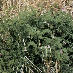 Erodium cicutarium03.jpg