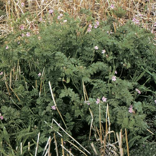 Erodium cicutarium03.jpg