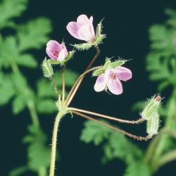 Erodium cicutarium04.jpg