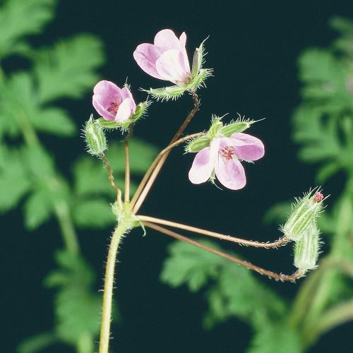 Erodium cicutarium04.jpg