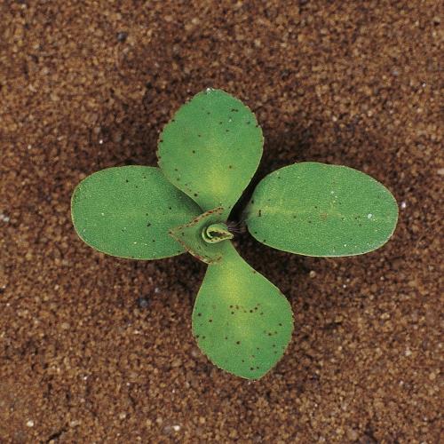Euphorbia helioscopia01.jpg