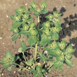 Euphorbia helioscopia03.jpg