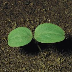 Galium aparine01.jpg