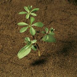 Galium aparine02.jpg