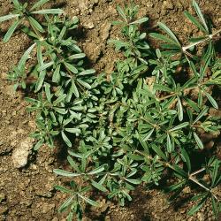 Galium aparine03.jpg