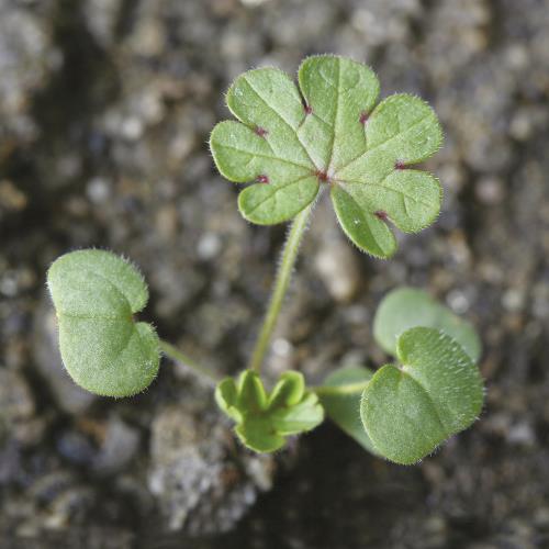 Geranium dissectum02.jpg