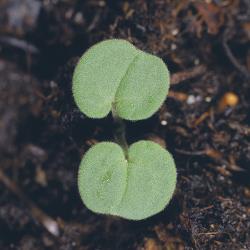 Geranium molle01.jpg