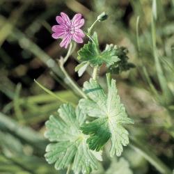 Geranium molle03.jpg