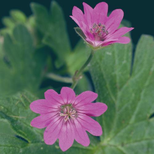 Geranium molle04.jpg