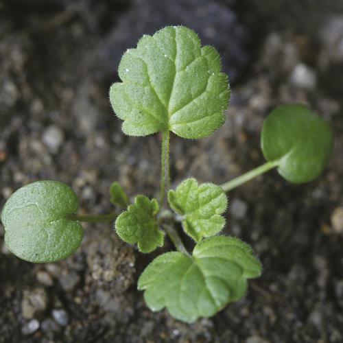 Lamium amplexicaule02.jpg